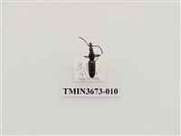 藏品(象鼻蟲(1))的圖片